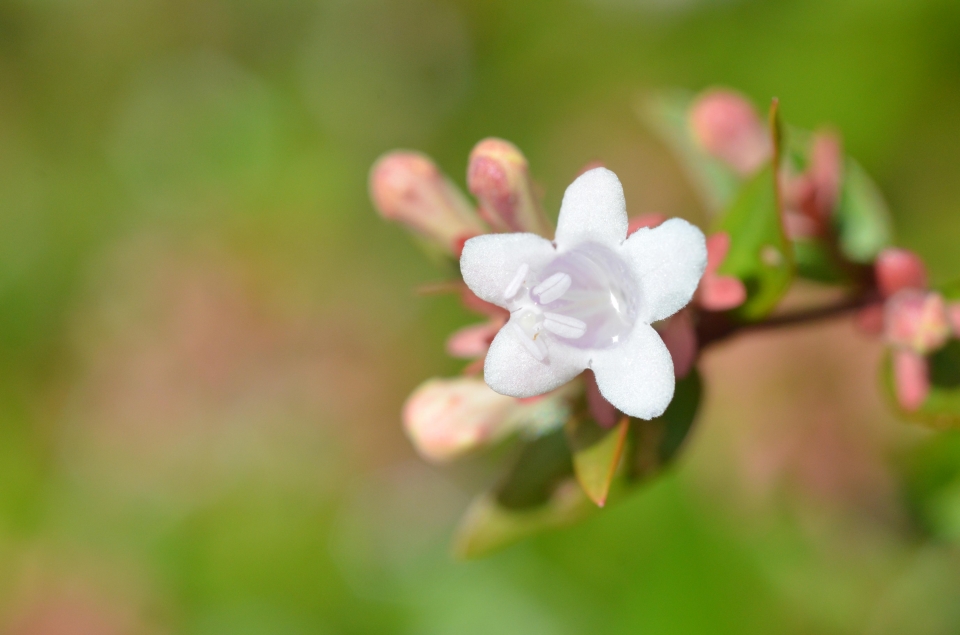 A heartfull thank you